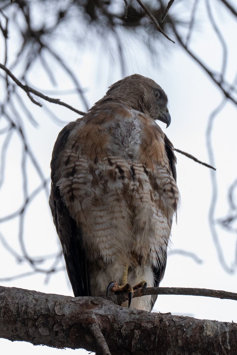 Red-tailed Hawk (calurus/alascensis) - ML637863465