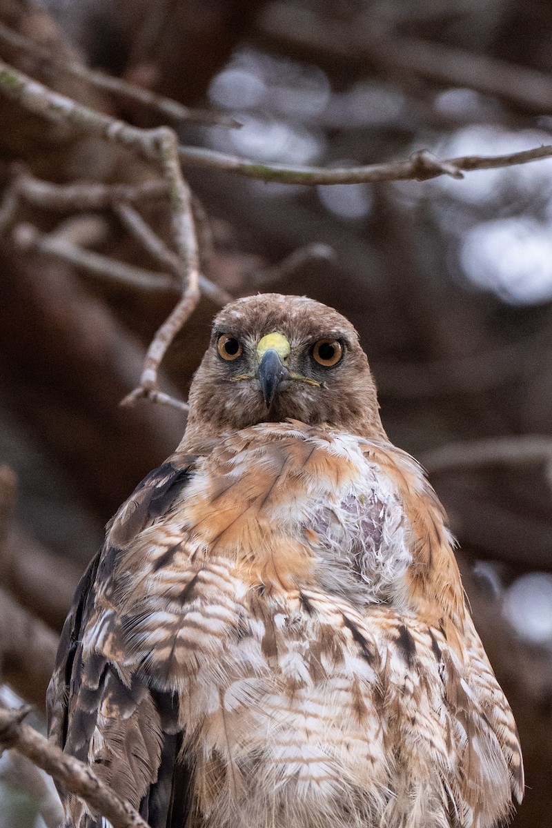 Red-tailed Hawk (calurus/alascensis) - ML637863467