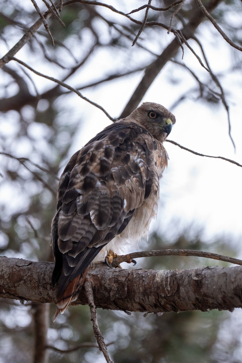 Red-tailed Hawk (calurus/alascensis) - ML637863468