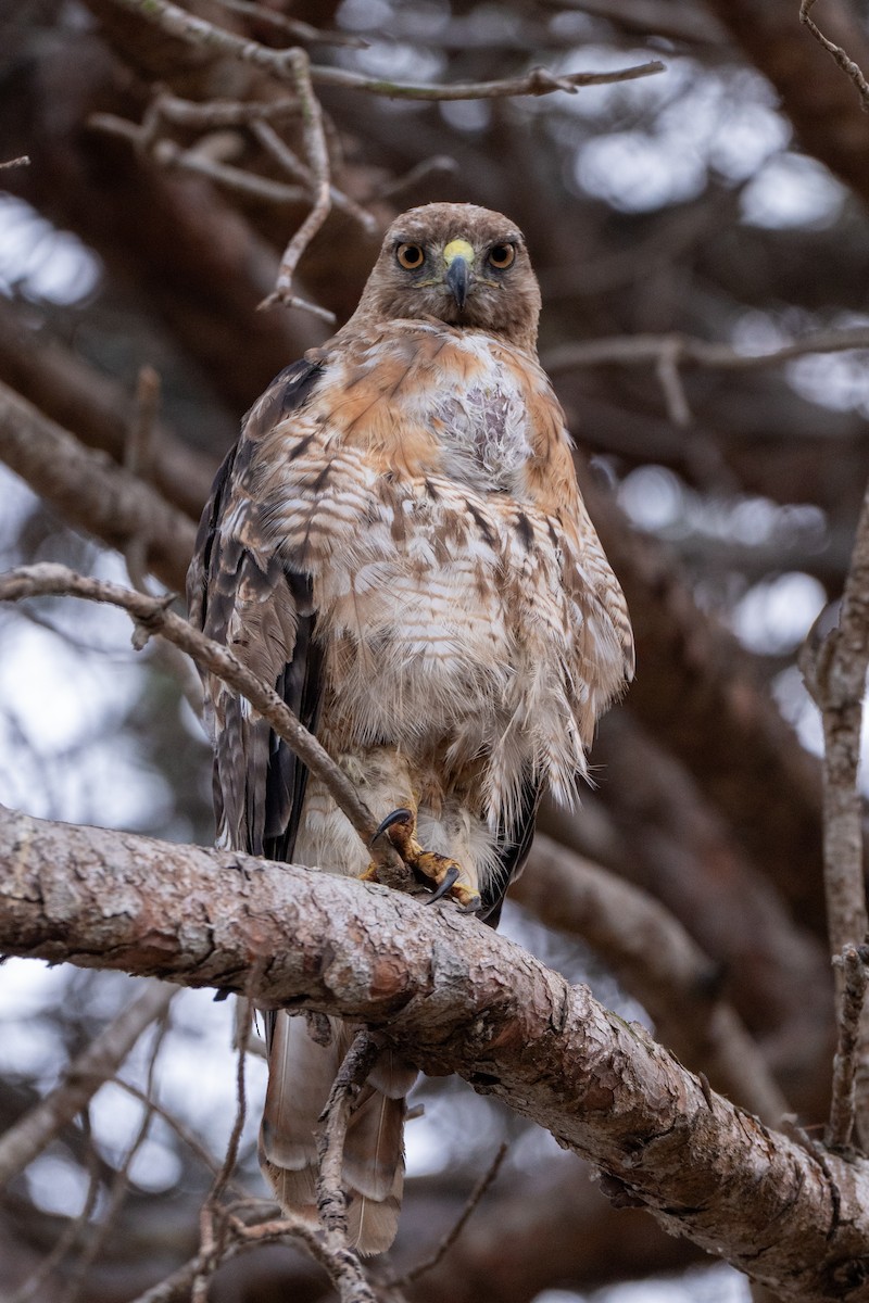 Red-tailed Hawk (calurus/alascensis) - ML637863470