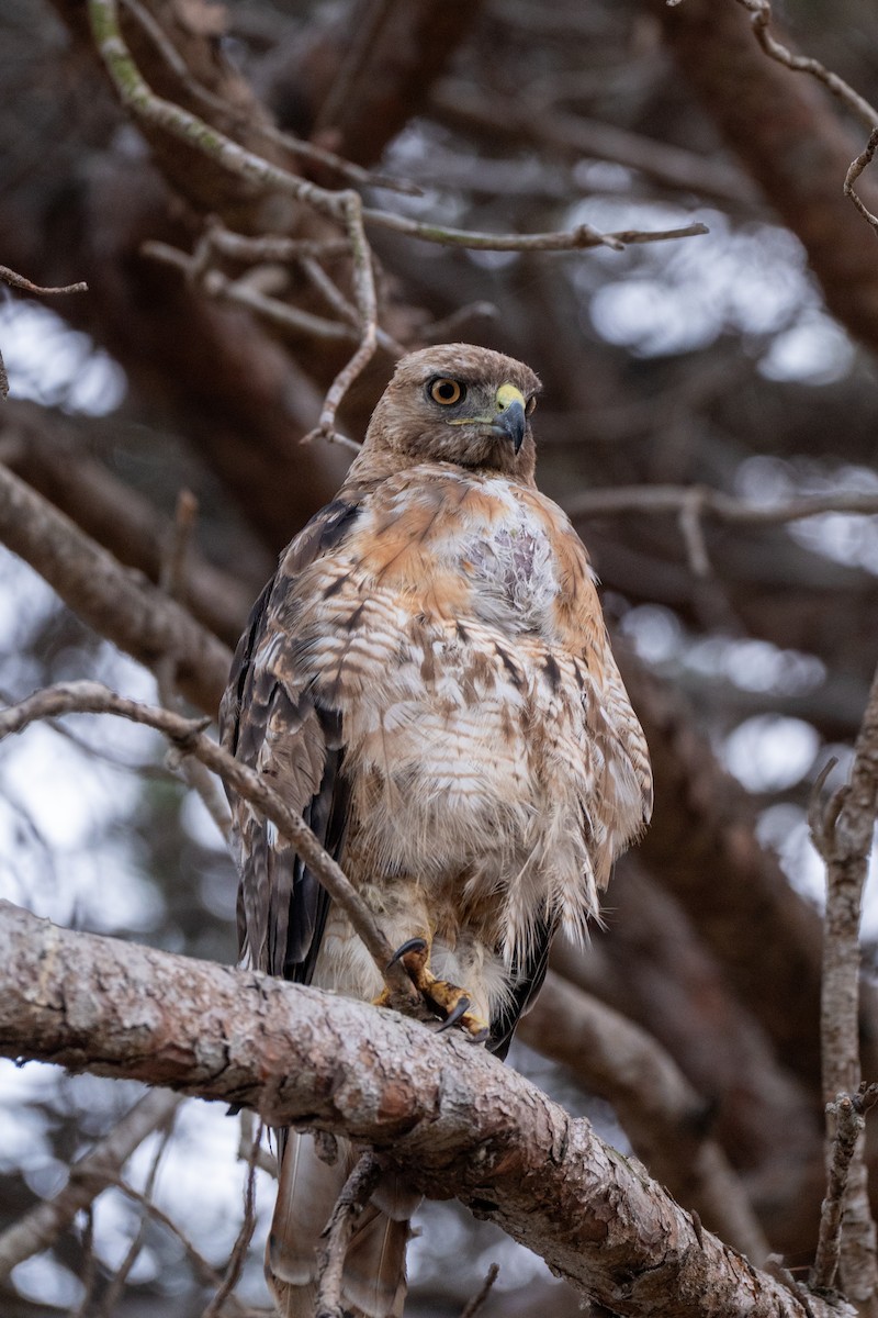 Red-tailed Hawk (calurus/alascensis) - ML637863471
