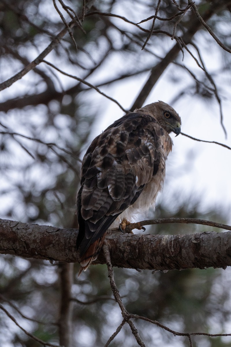 Red-tailed Hawk (calurus/alascensis) - ML637863473