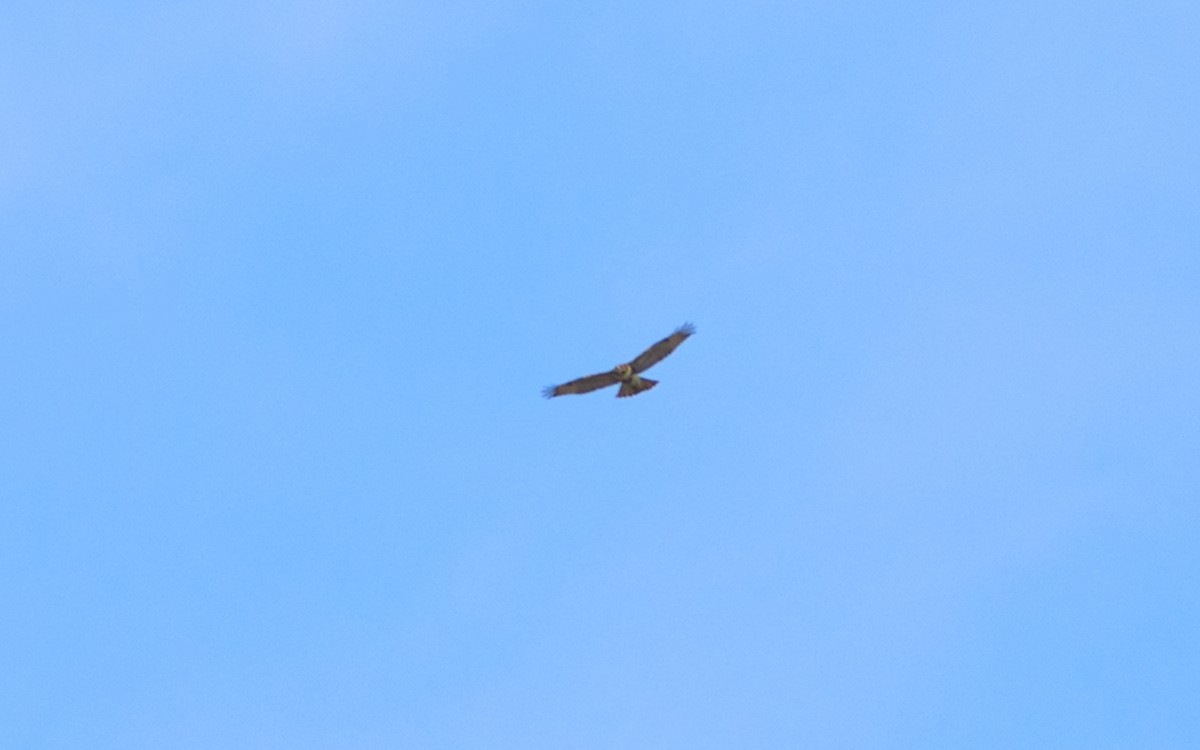 Red-tailed Hawk - ML637863533