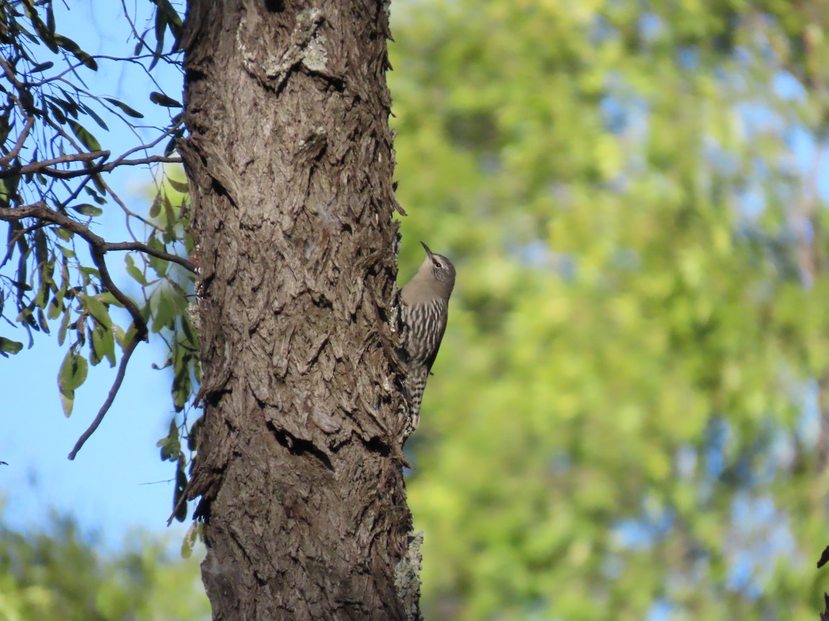 White-browed Treecreeper - ML637863580