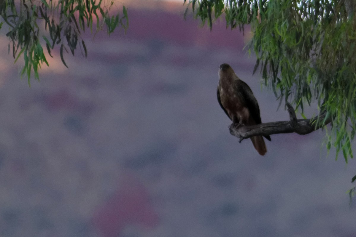 Whistling Kite - ML637863617