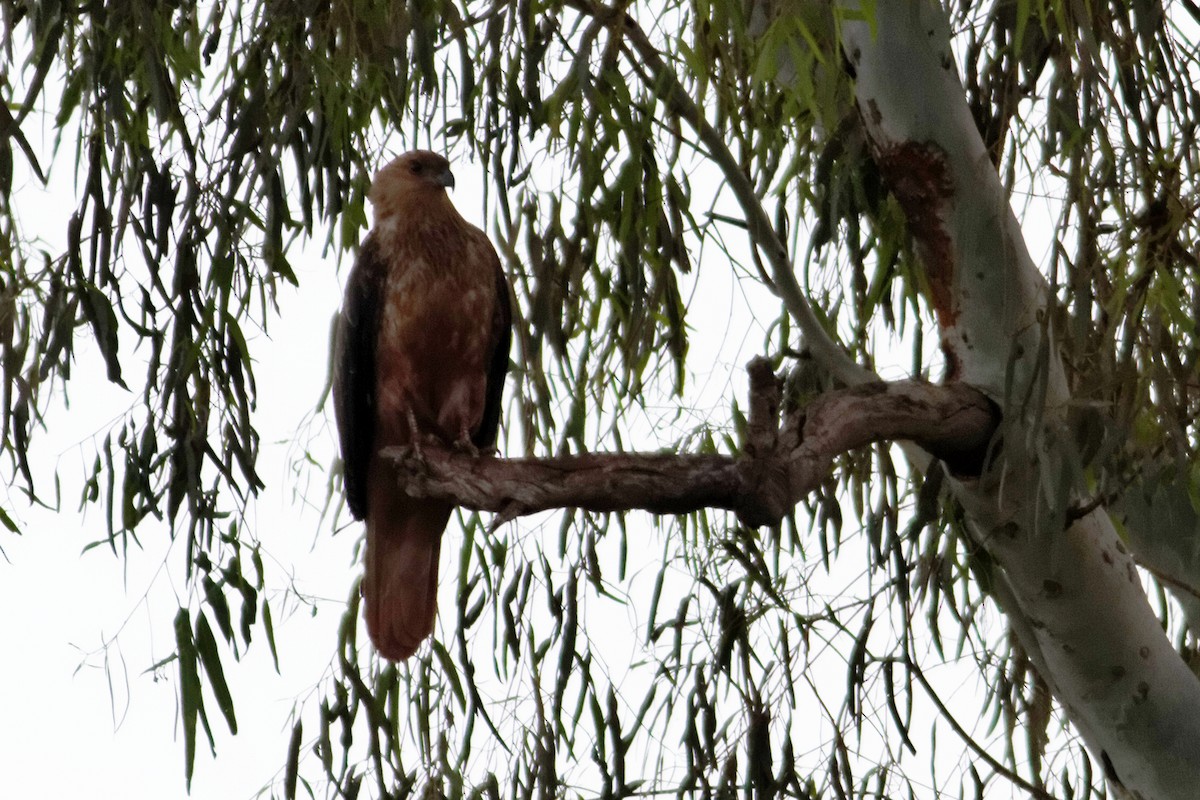 Whistling Kite - ML637863620