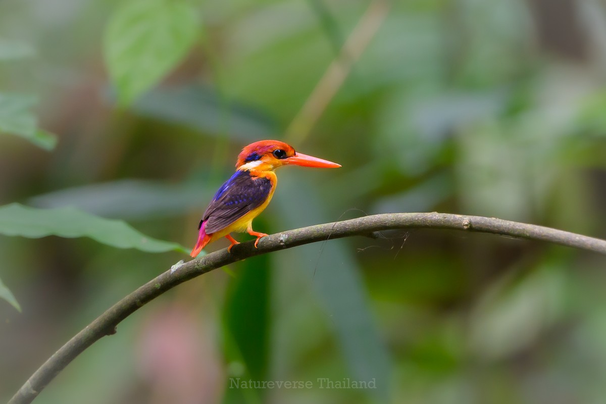 Black-backed Dwarf-Kingfisher - ML637863655