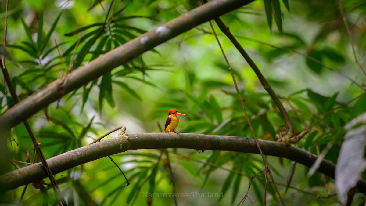Black-backed Dwarf-Kingfisher - ML637863656