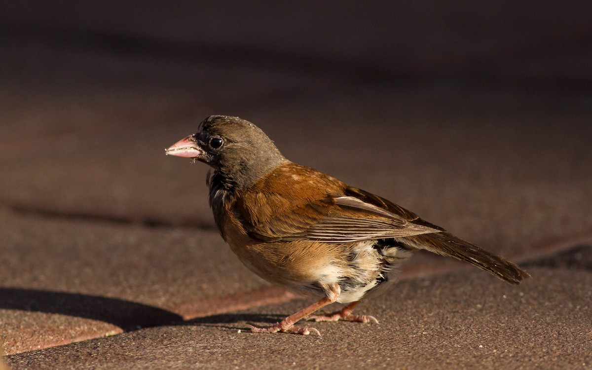 Dark-eyed Junco - ML637863711