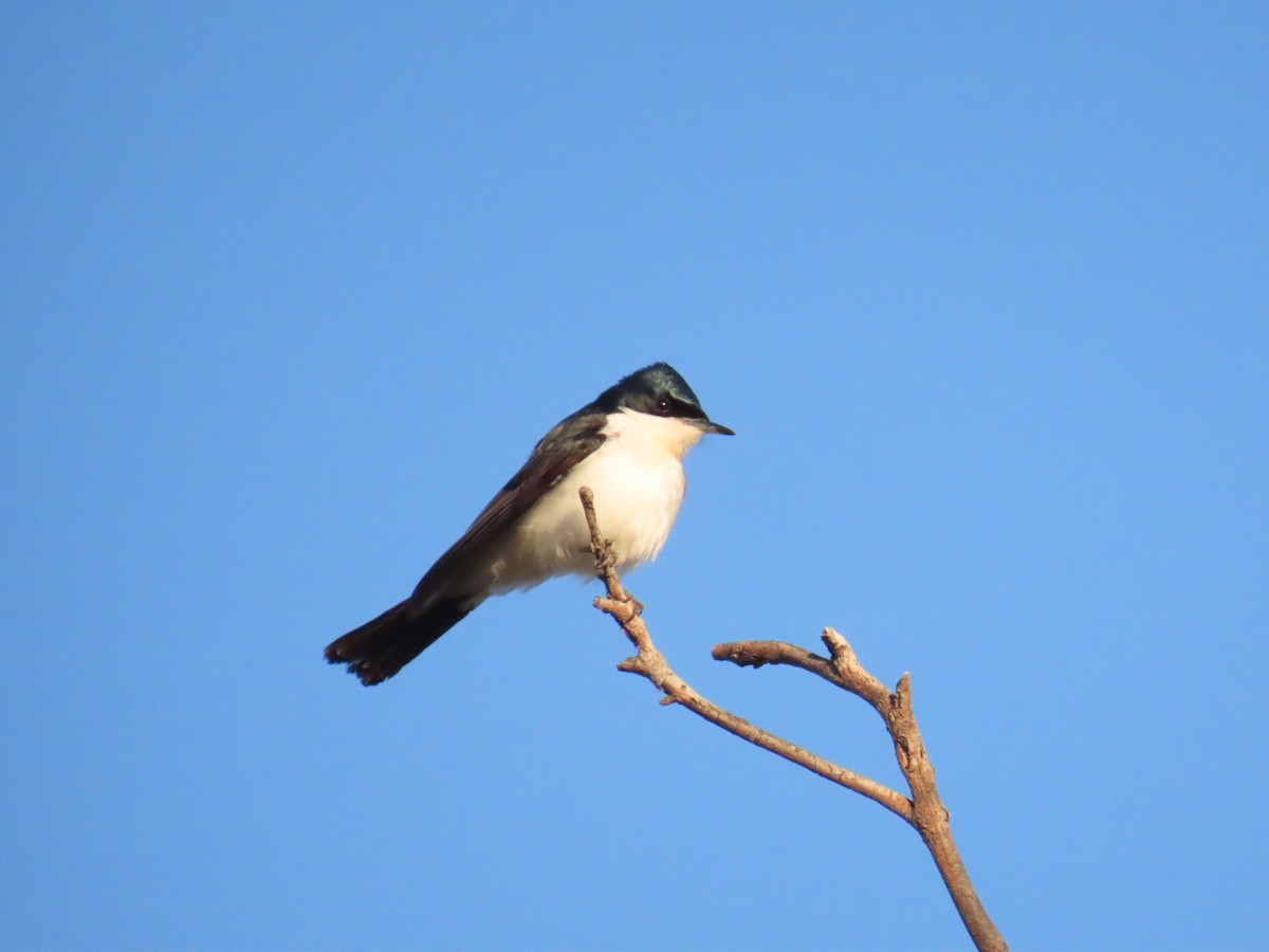 Restless Flycatcher - ML637863712