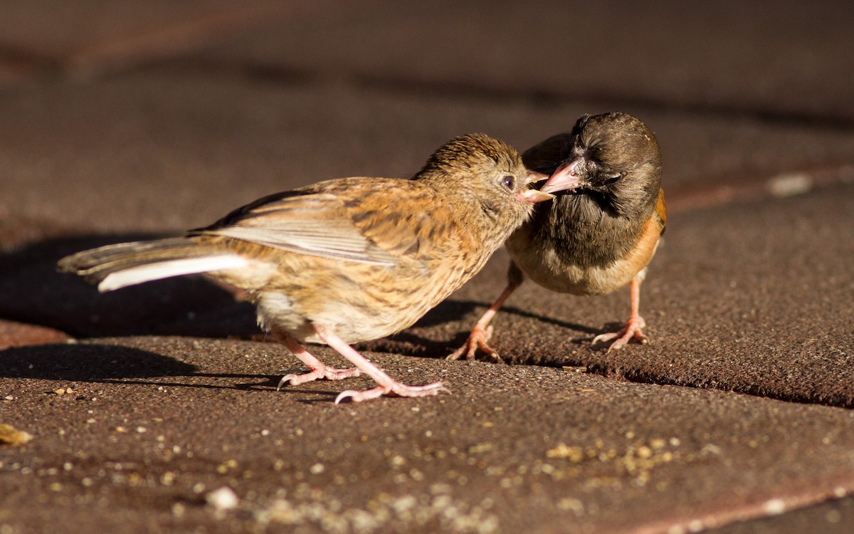 Dark-eyed Junco - ML637863713