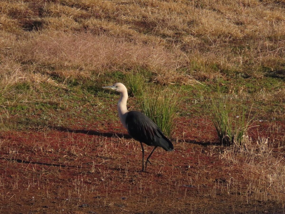 Pacific Heron - ML637863715