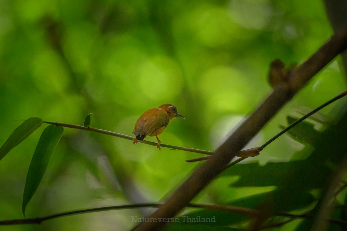 White-browed Piculet - ML637863716