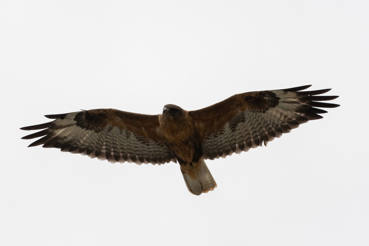 Zapelatz mongoliarra - ML637863717