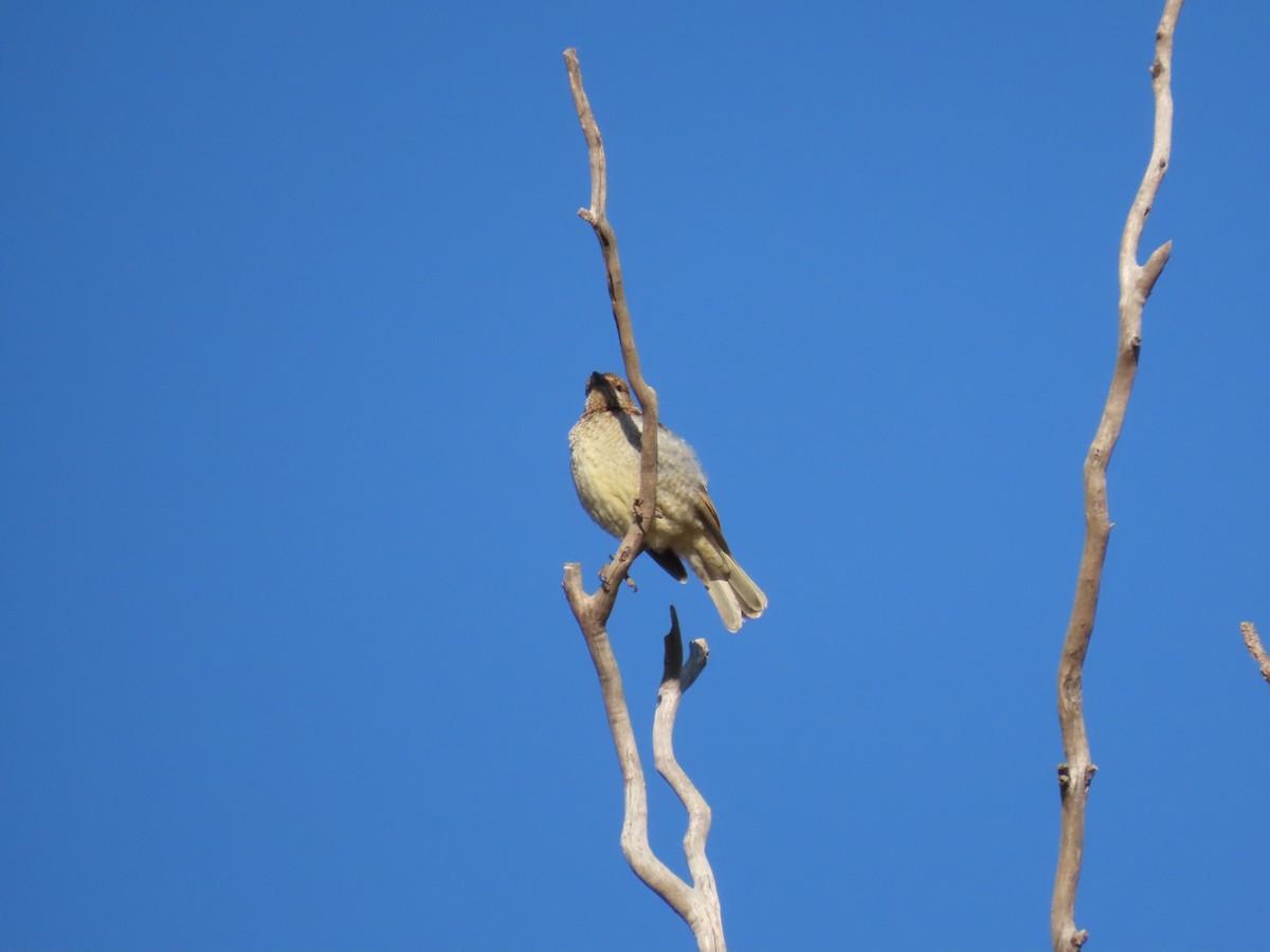 Spotted Bowerbird - ML637863720