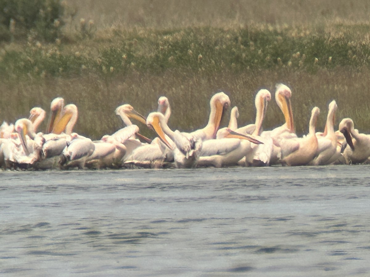Pelikano arrunta - ML637863722