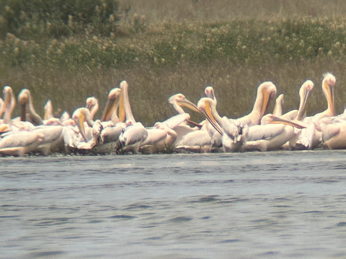 Pelikano arrunta - ML637863723