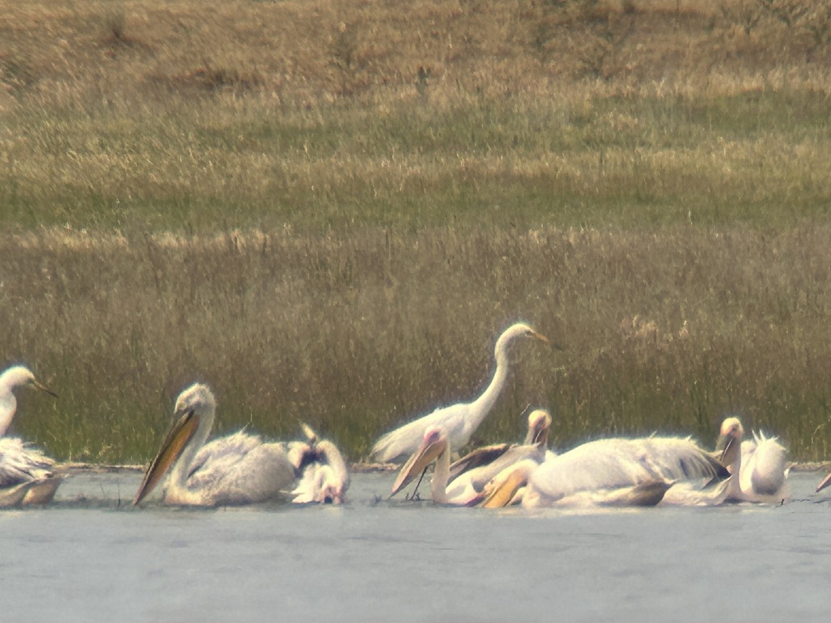 Pelikano ilebihurria - ML637863733