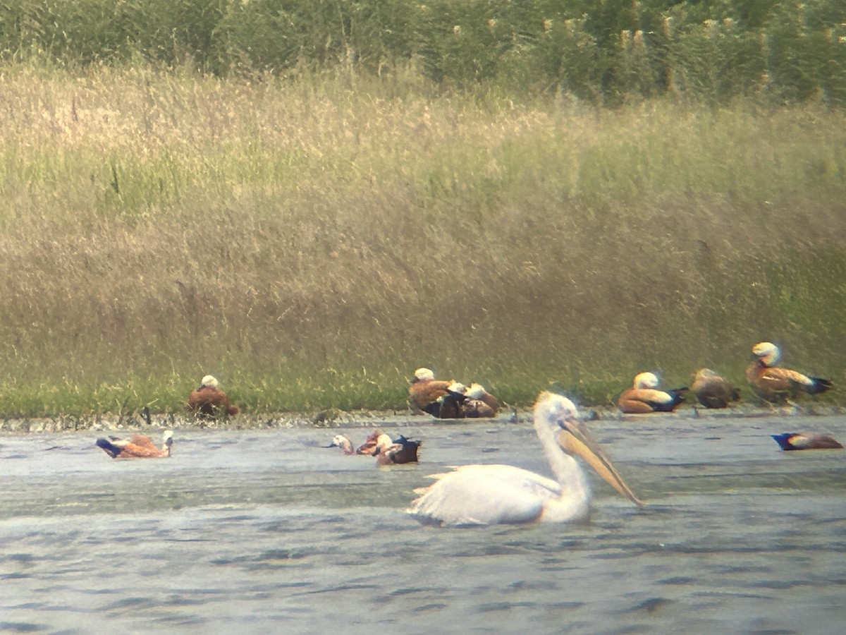 Pelikano ilebihurria - ML637863734