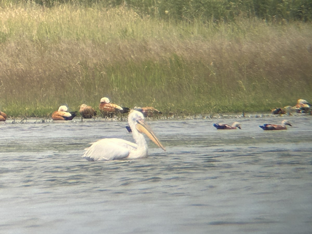 Pelikano ilebihurria - ML637863735