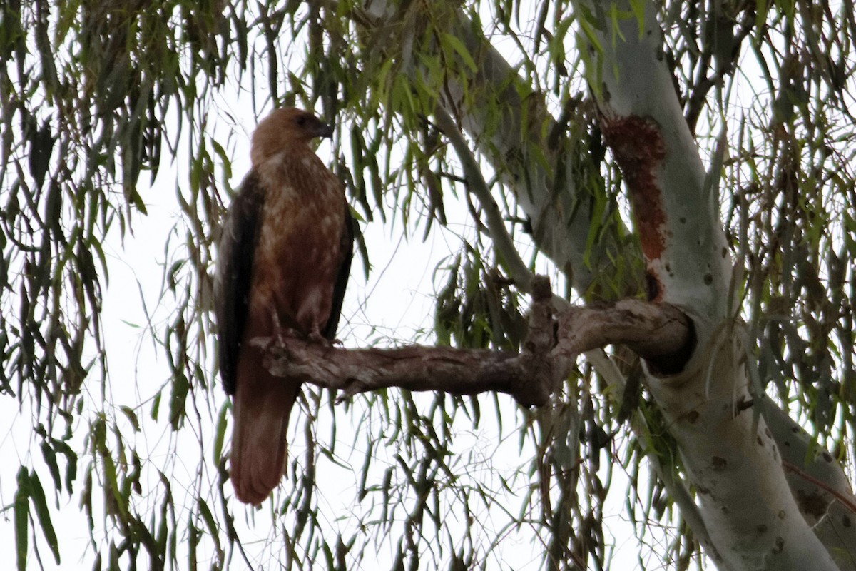 Whistling Kite - ML637863737