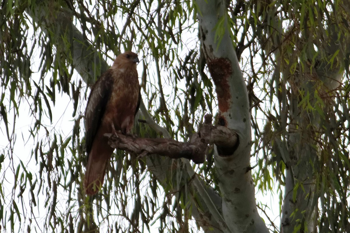 Whistling Kite - ML637863740