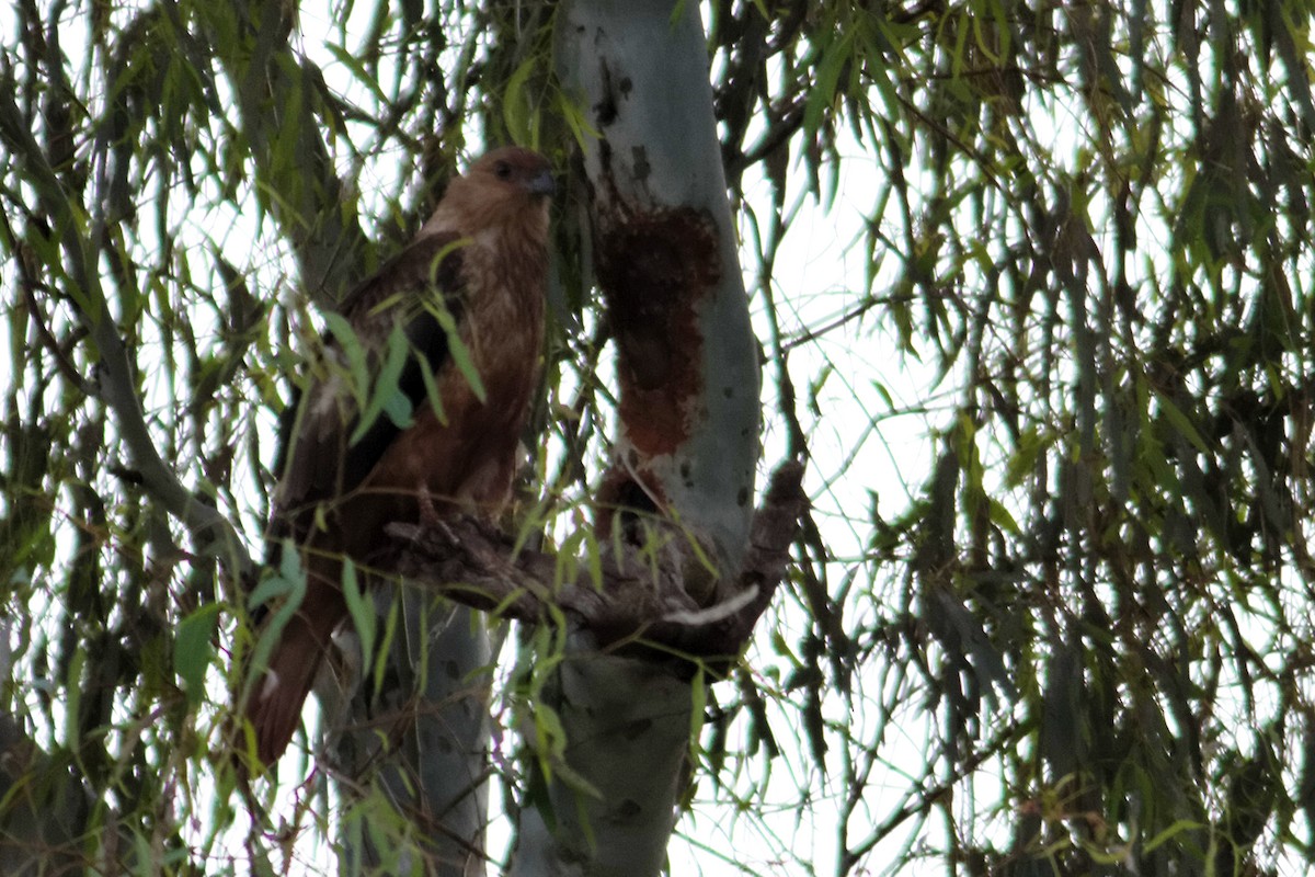 Whistling Kite - ML637863742