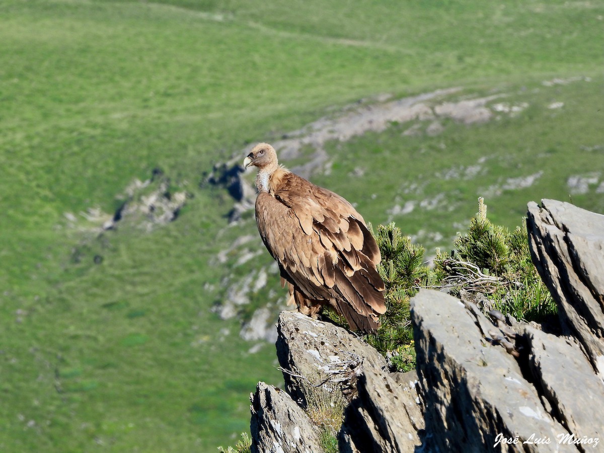 Eurasian Griffon - ML637863793