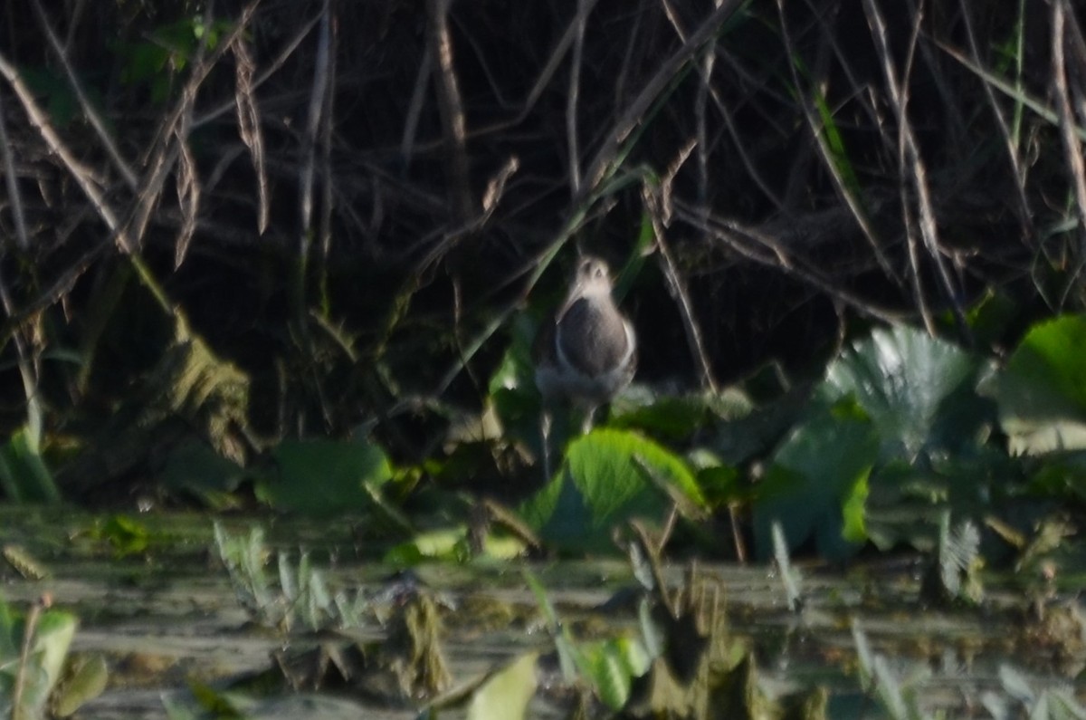 Greater Painted-Snipe - ML637863807