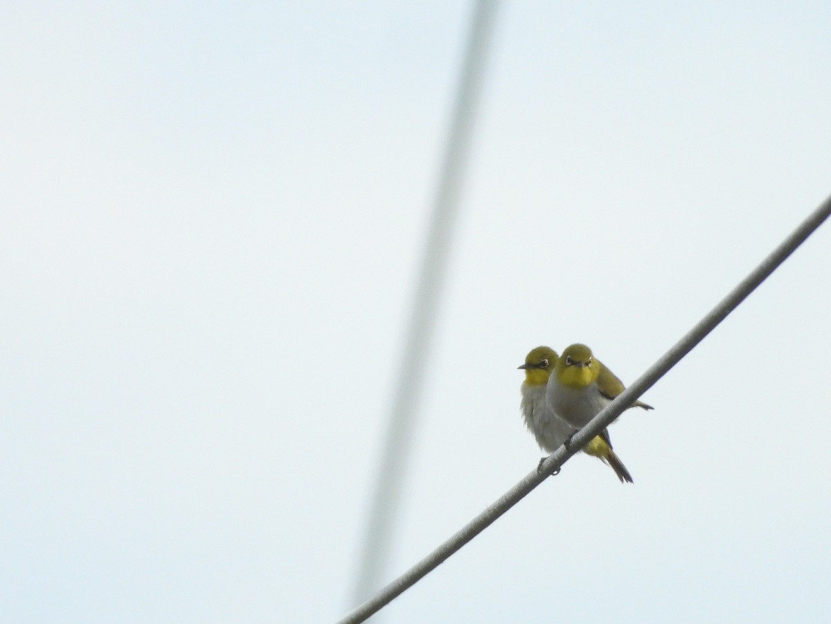 Swinhoe's White-eye - ML637863810