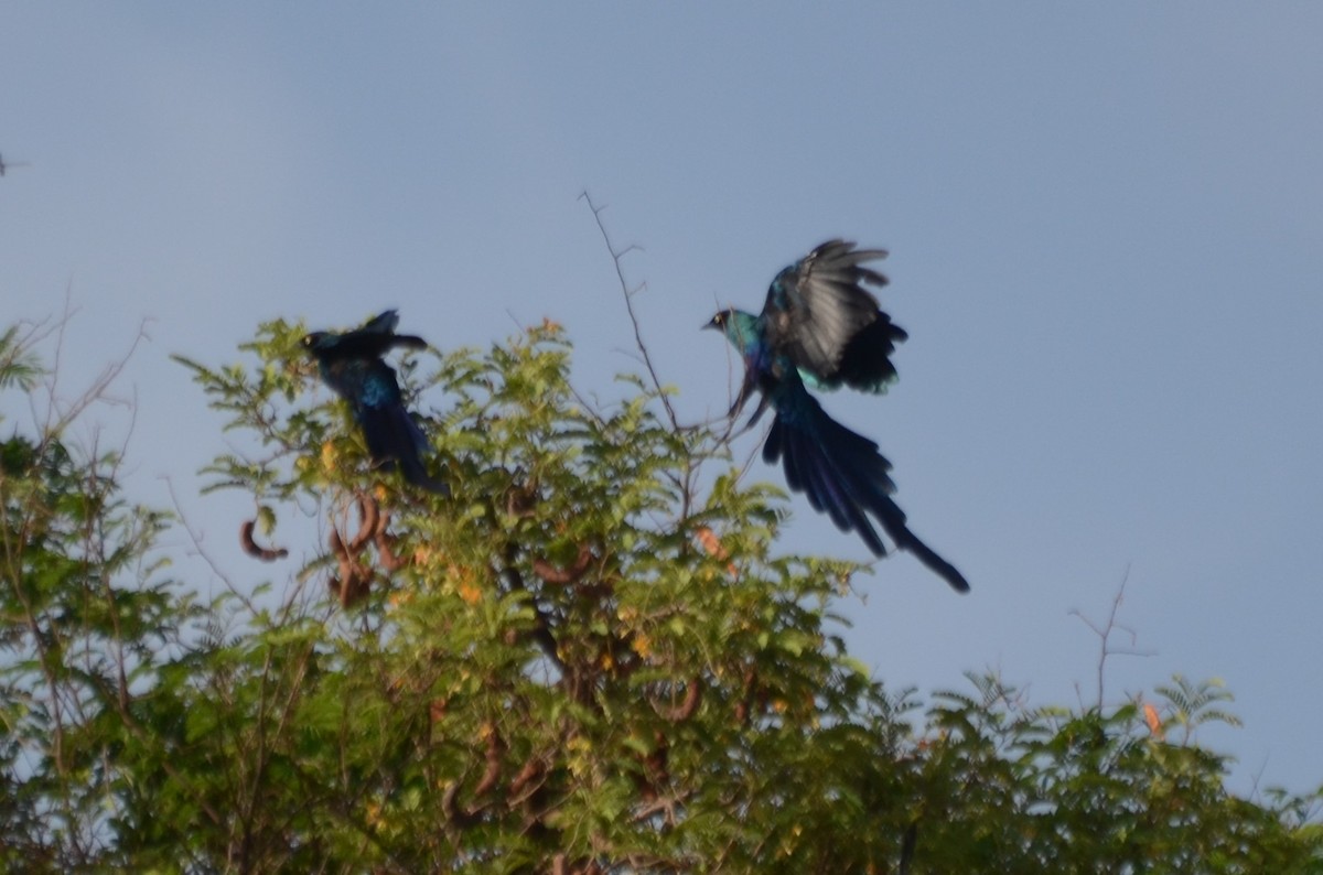 Long-tailed Glossy Starling - ML637863811