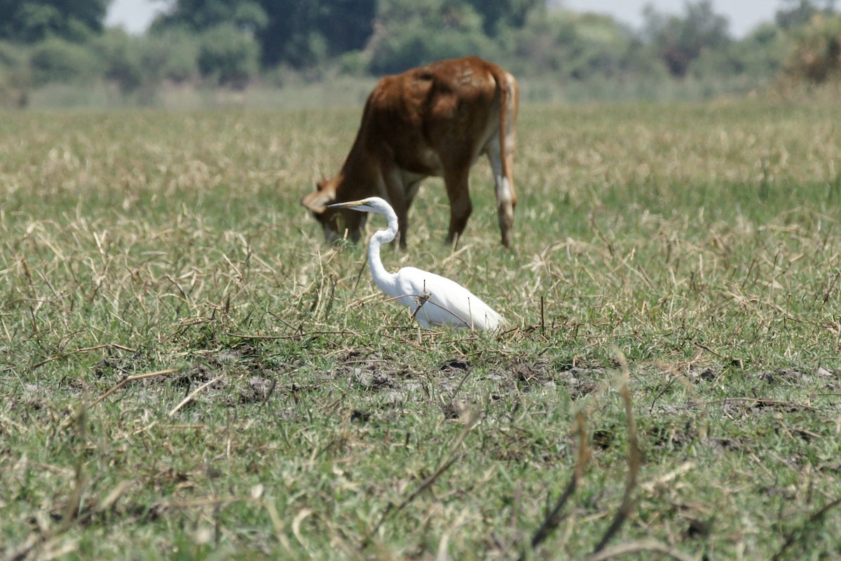 Yellow-billed Egret - ML637863816