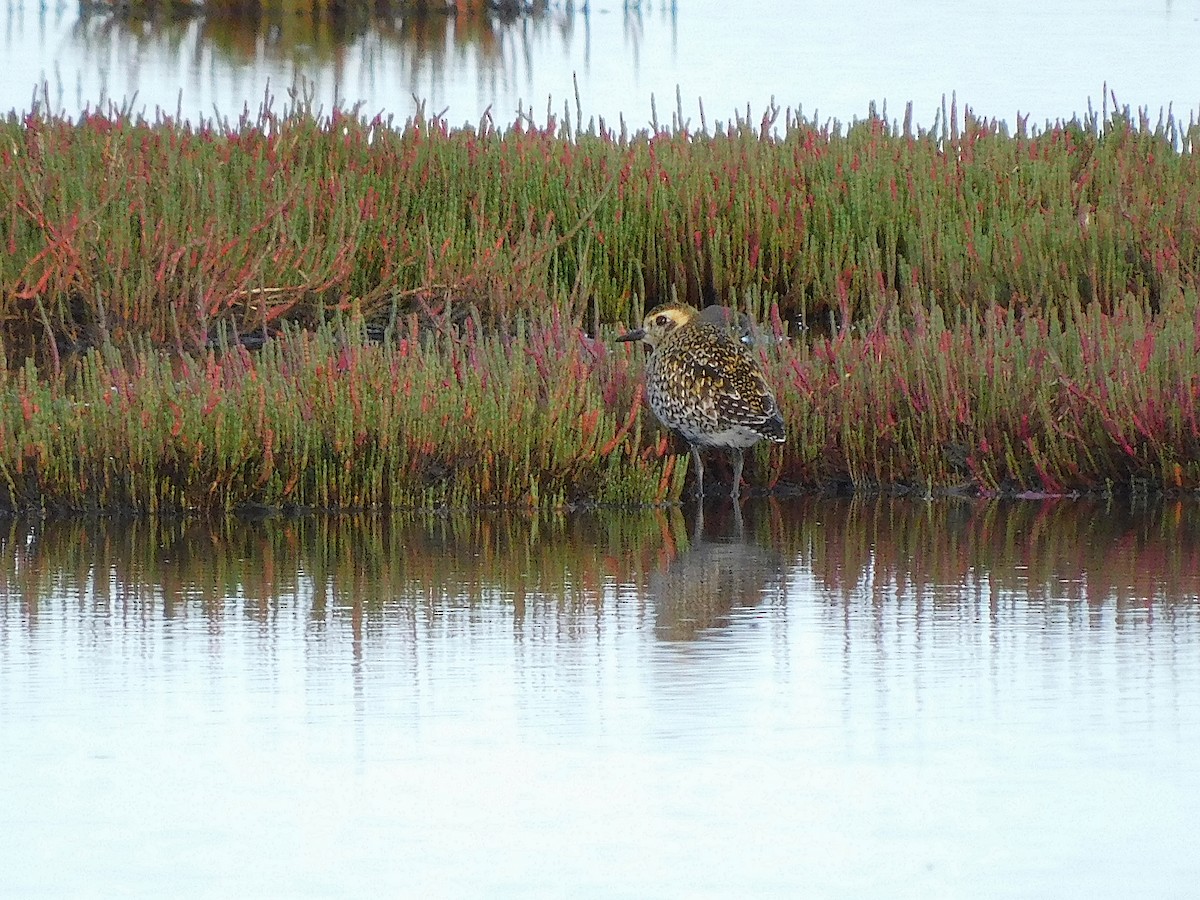Urre-txirri siberiarra - ML637863827