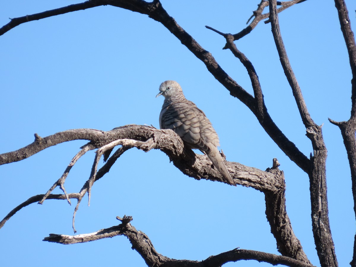 Peaceful Dove - ML637863835