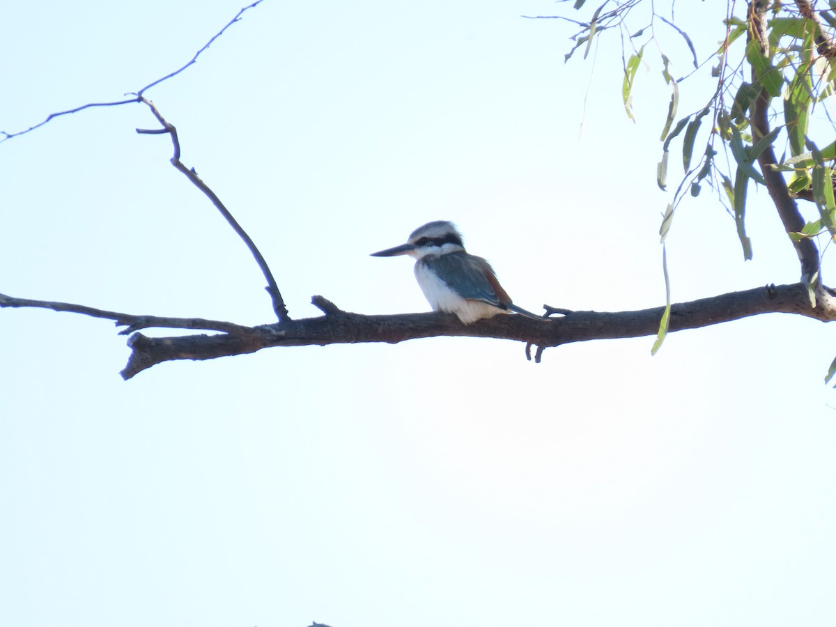 Red-backed Kingfisher - ML637863844
