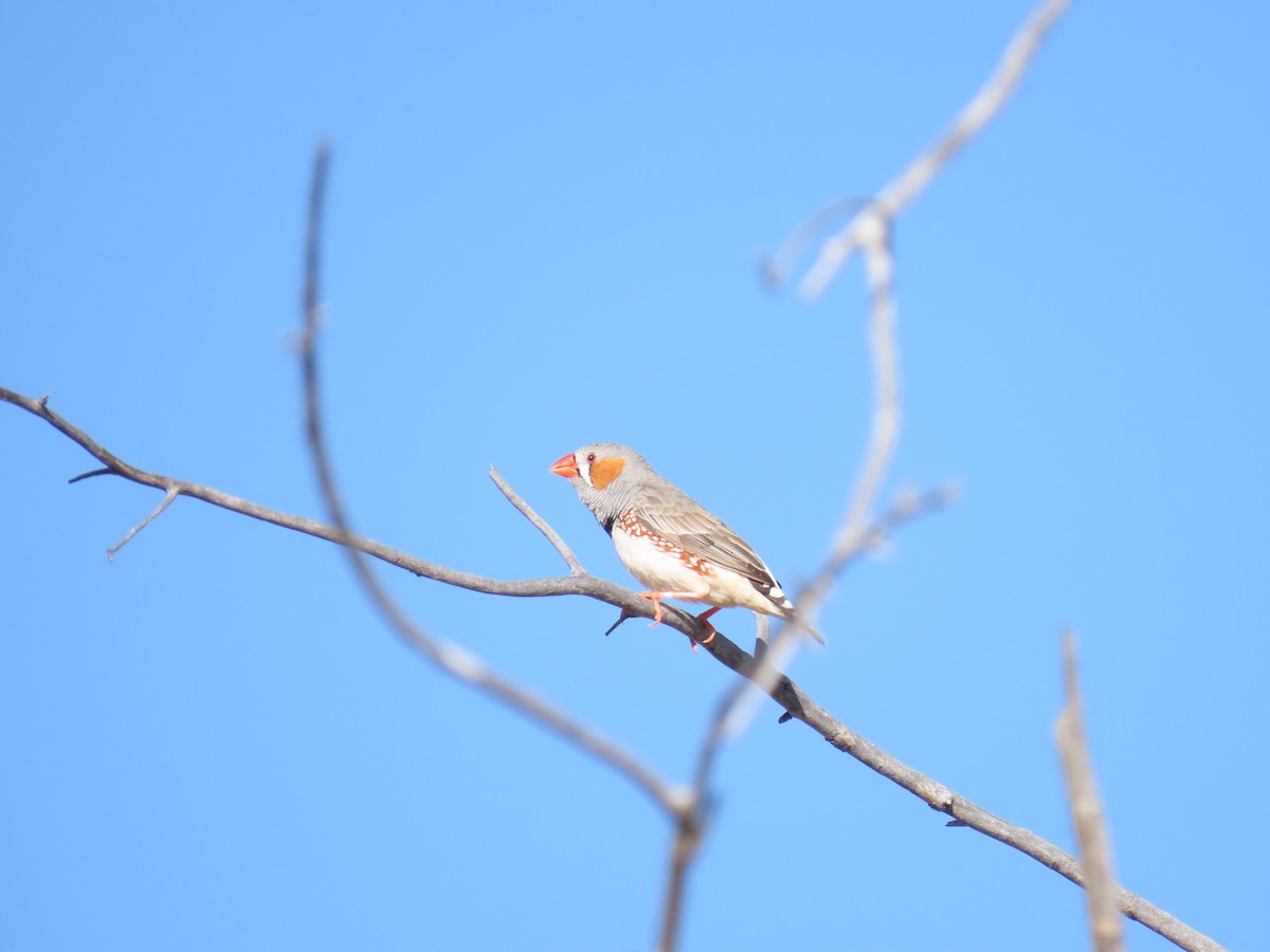 Zebra Finch (Australian) - ML637863845