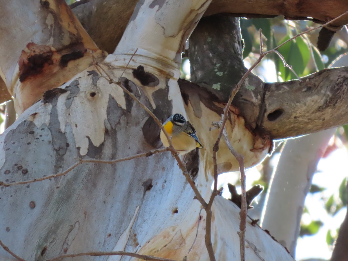 Spotted Pardalote - ML637863904