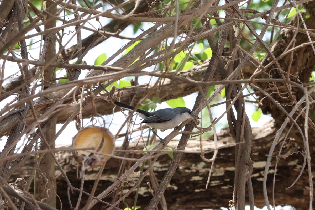 White-lored Gnatcatcher - ML637863913