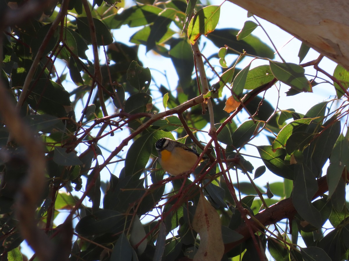 Spotted Pardalote - ML637863914