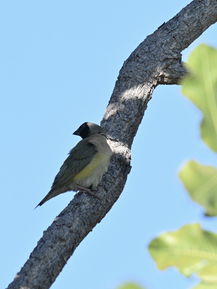 Gouldian Finch - ML637863925