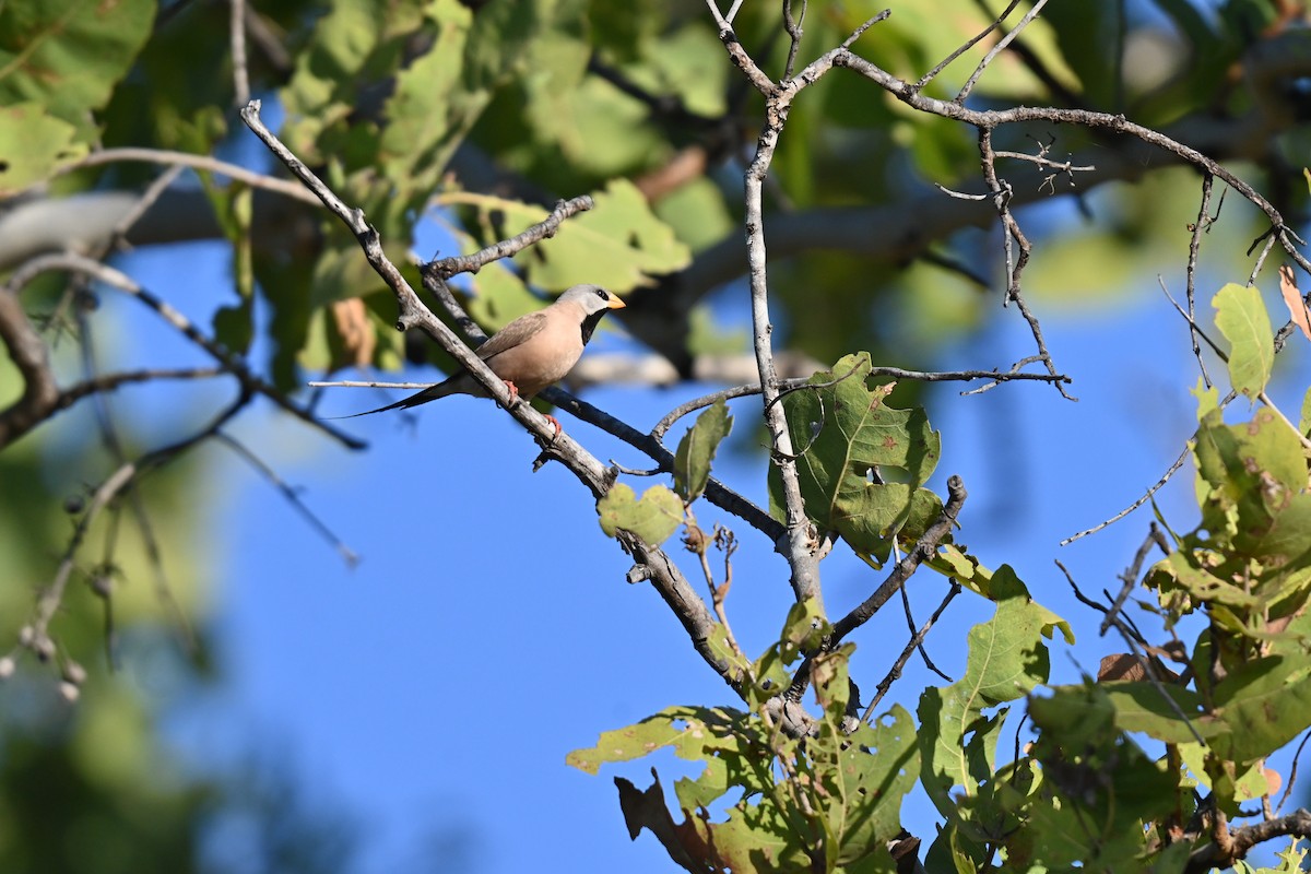 Long-tailed Finch - ML637863929
