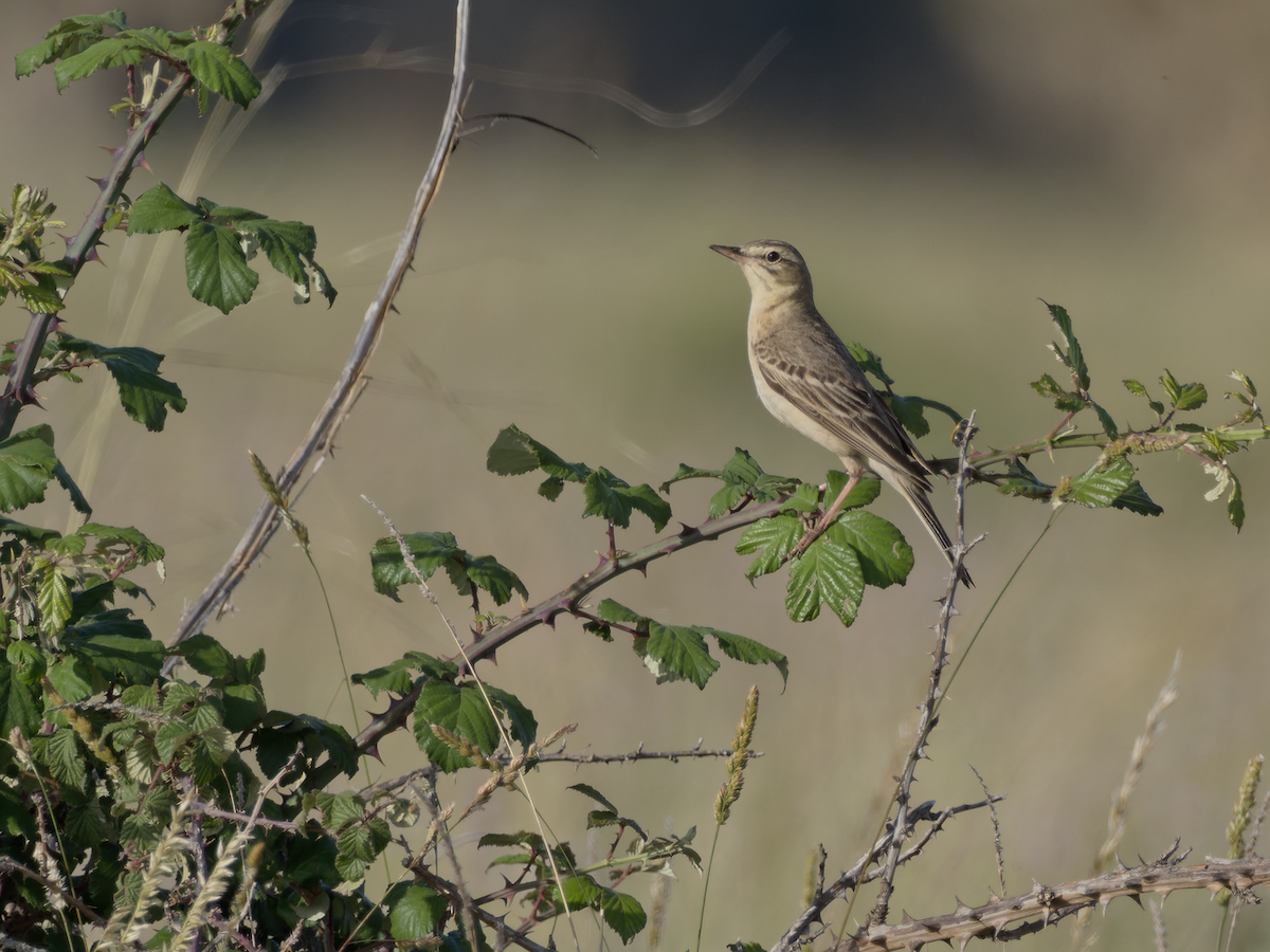 Tawny Pipit - ML637863956
