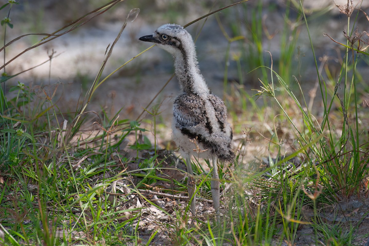 Bush Thick-knee - ML637863967