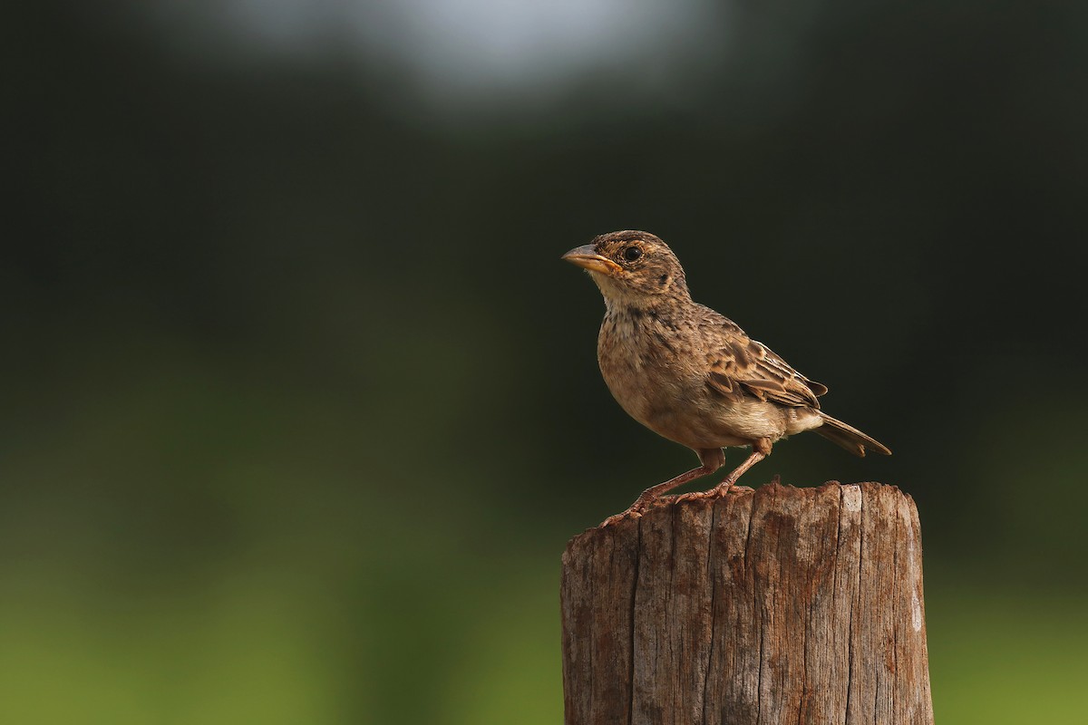 Singing Bushlark (Australasian) - ML637864006