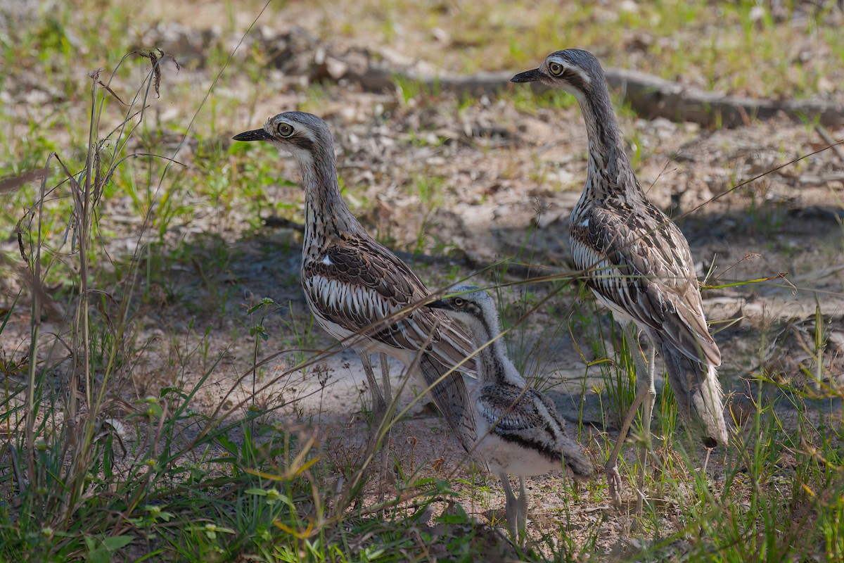 Bush Thick-knee - ML637864010