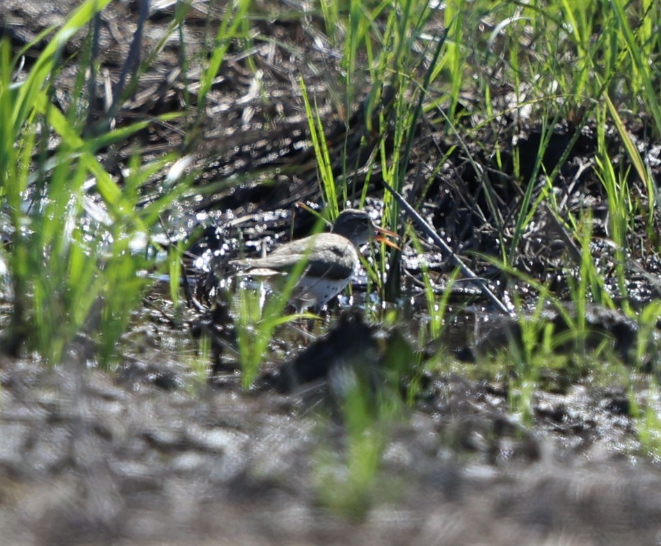 Spotted Sandpiper - ML637864013
