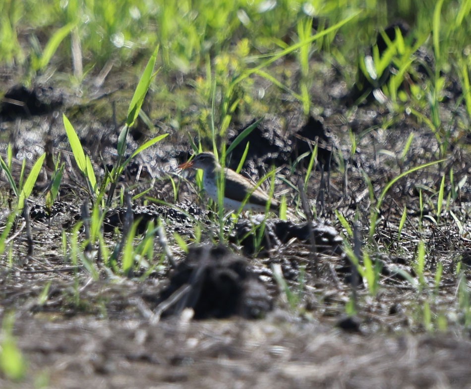 Spotted Sandpiper - ML637864027