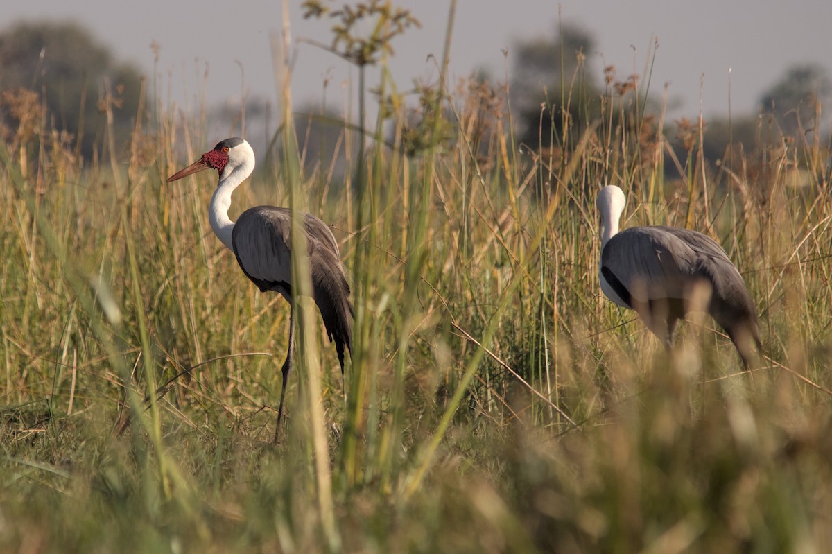 Wattled Crane - ML637864068