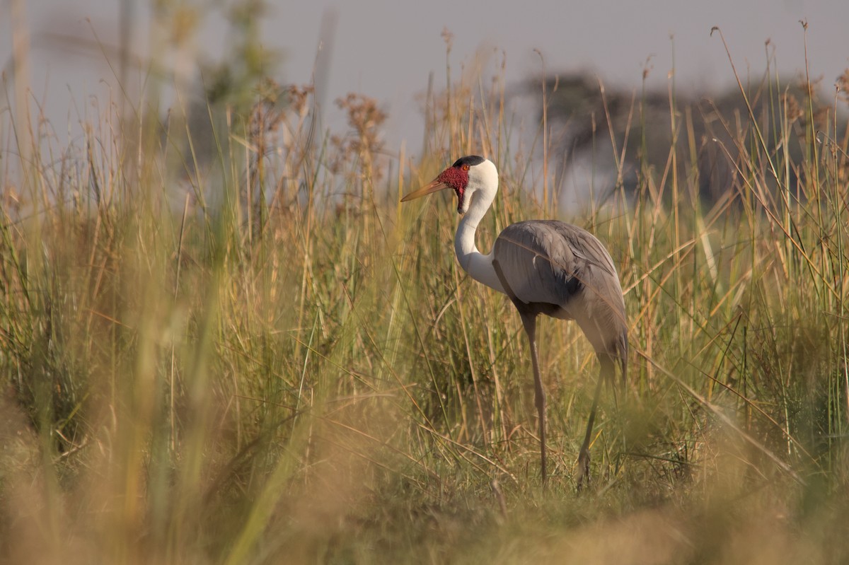 Wattled Crane - ML637864071