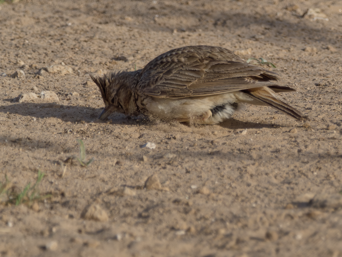 Thekla's Lark - ML637864074